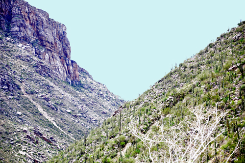 mountain and cacti