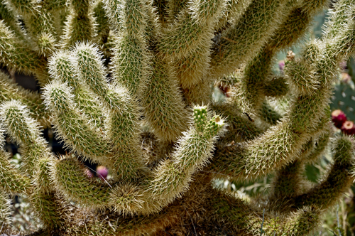 cactus by the Visitor's Center