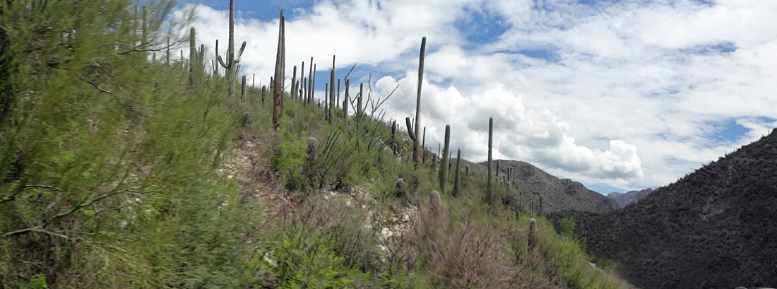 lots of cacti