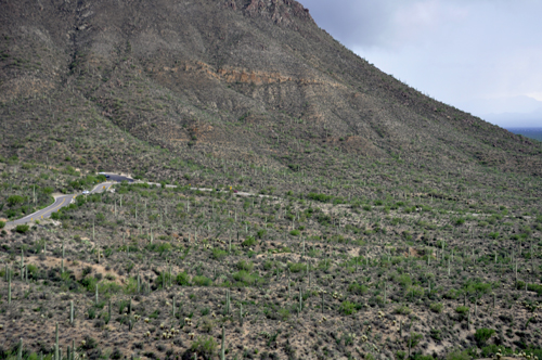 mountain and cacti