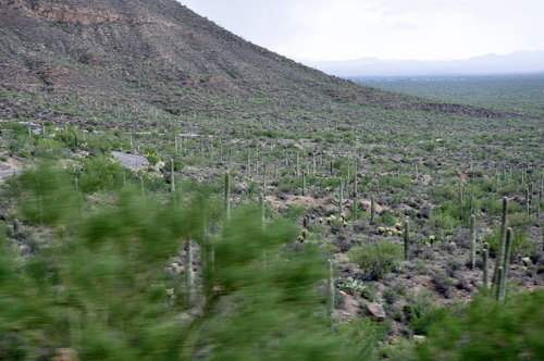 cacti