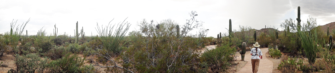 Karen Duquette among many Saguaro Cacti