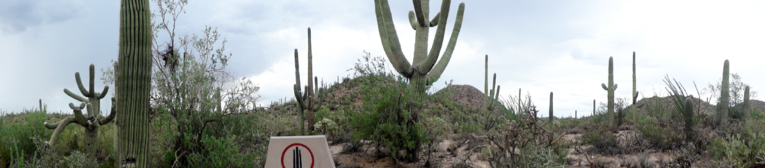 Saguaro cacti