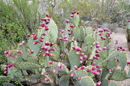 prickly pear with pink fruit