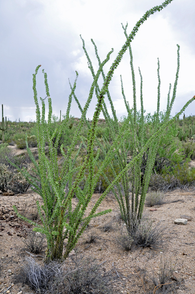 Cactus Weed