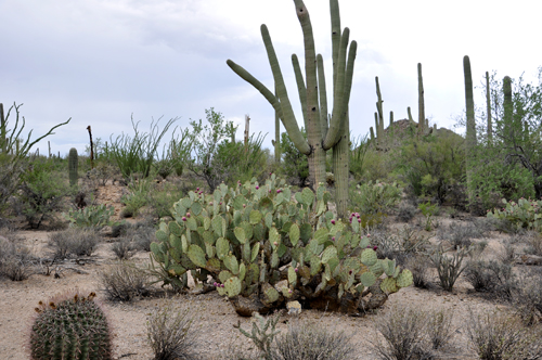 field of cacti