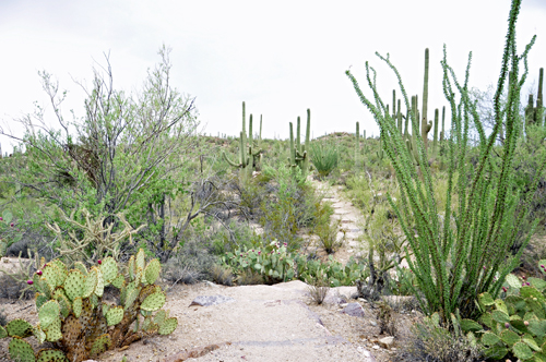 cacti field