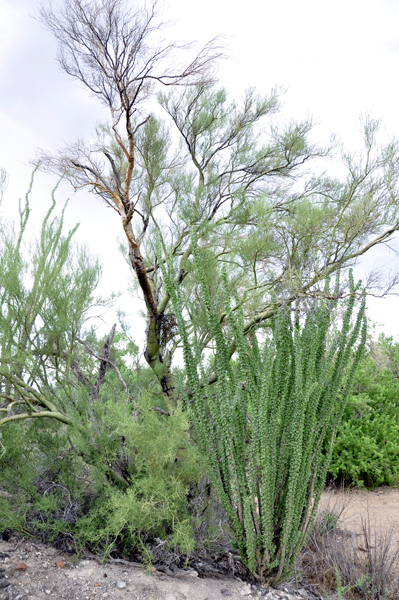 Cactus Weed and more