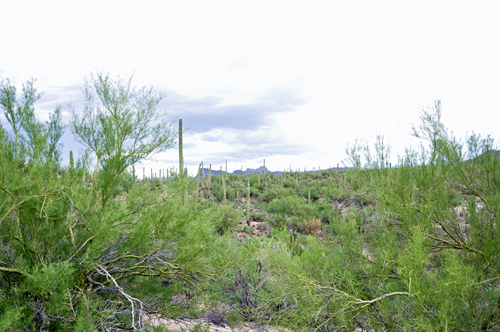 a field of cacti