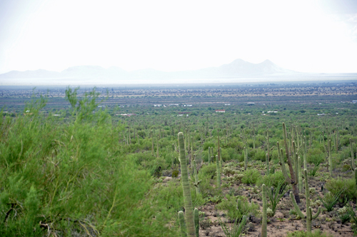 view of teh Sonoran Desert with mountains in the background