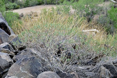 cactus and rocks