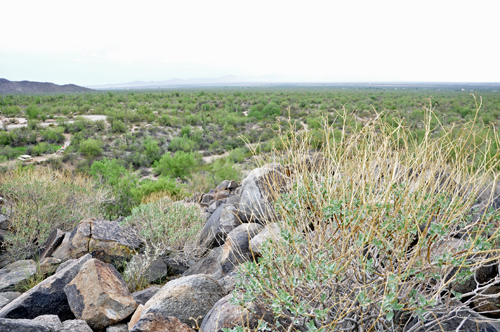 rocks, cactus and more