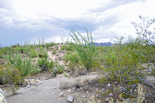 cacti field