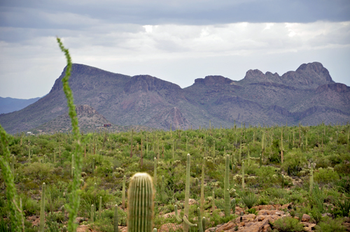 mountain and cacti