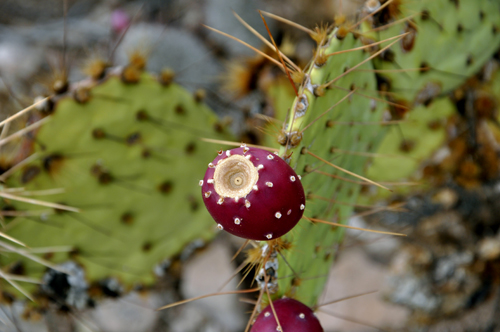 prickly pear with dark red fruit