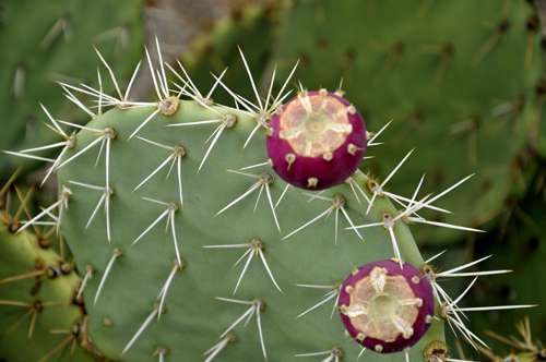 prickly pear with dark red fruit