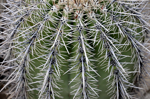 barrel cactus