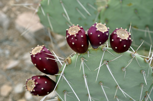 prickly pear with dark red fruit