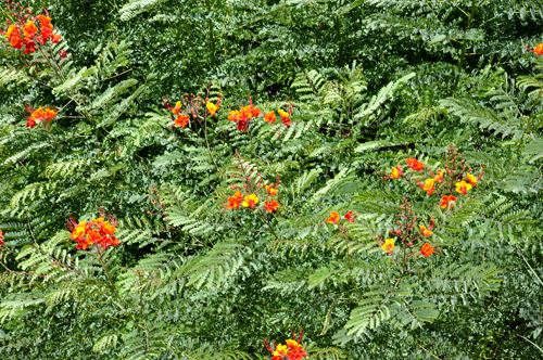 flowers in Marana