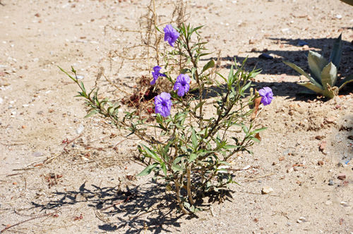 flowers in Marana