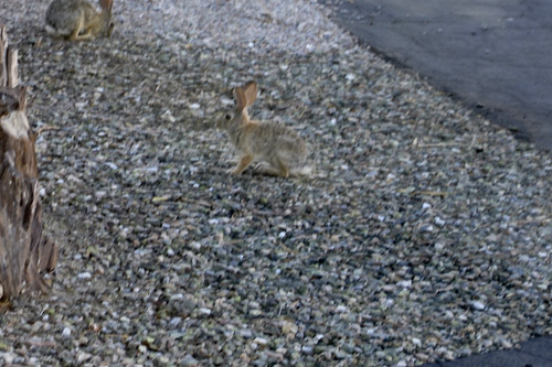 rabbits in the campground in Quartzsite, Arizona