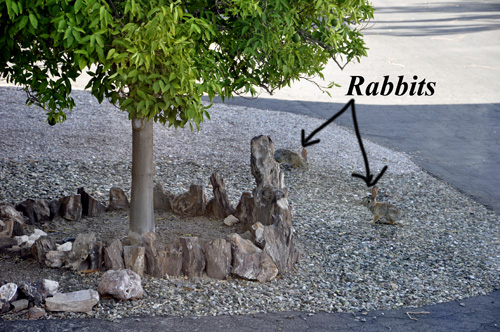 rabbits in the campground in Quartzsite, Arizona