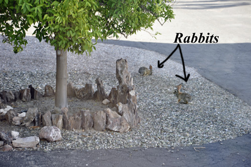 rabbits in the campground in Quartzsite, Arizona