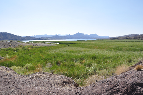 green marsh land