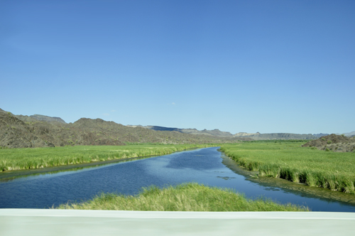 green marsh land