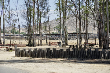 the tent area and lots of cows