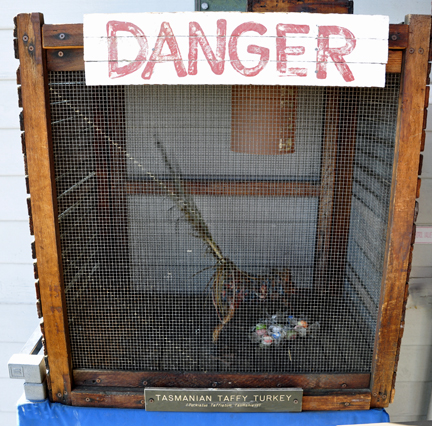 Beware of the Tasmanian Taffy Turkey