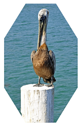 A pelican