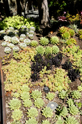 cactus and plants at Getty