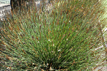 plant sparkling in the sun