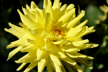 flower at the Central Garden. at the Getty Center