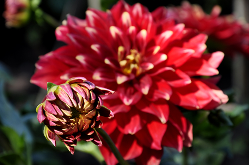 flower at the Central Garden. at the Getty Center