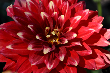 flower at the Central Garden. at the Getty Center