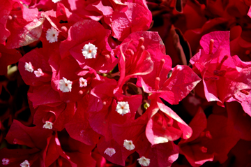 red flowers