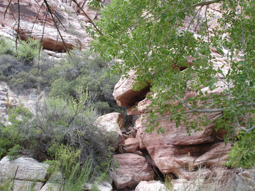 trees and rocks