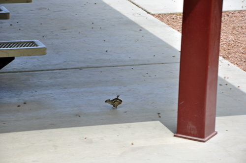 a little chipmunk