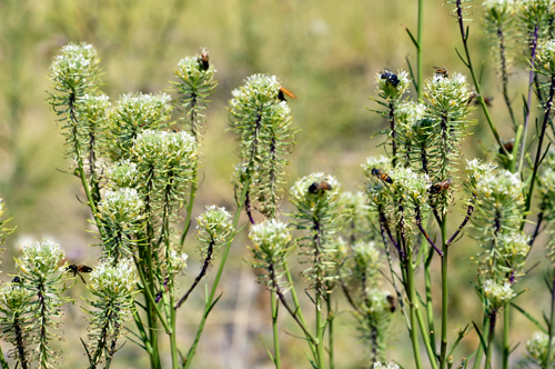 flowers and bees