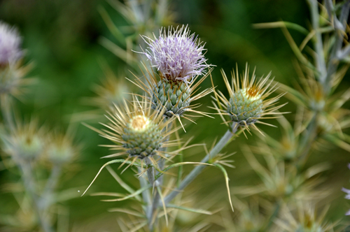 flowers close-up