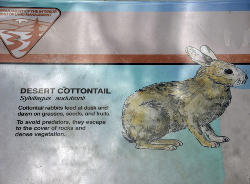 Desert Cottontail