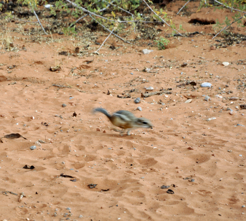 little chipmunks running all around