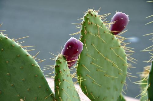 Hedgehog Cactus