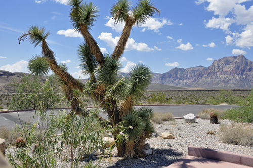 a Joshua tree