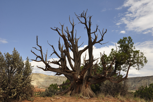 dead tree in the desert