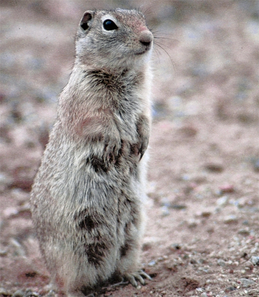 Rock Squirrel