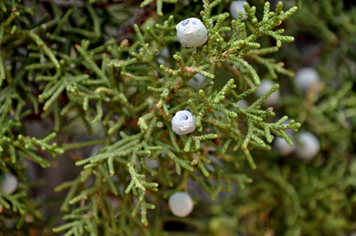 berries on a tree