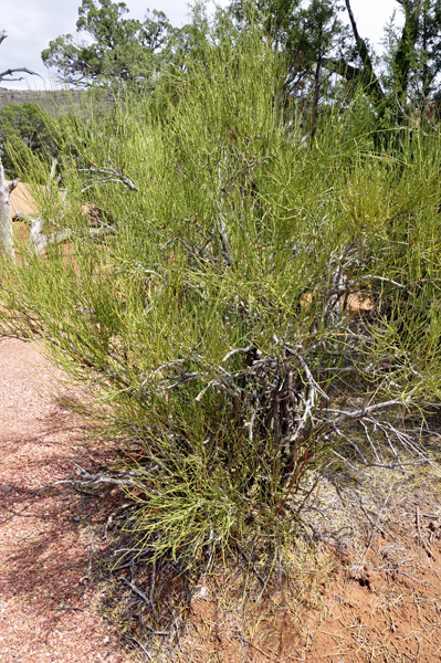 the ephedra plant